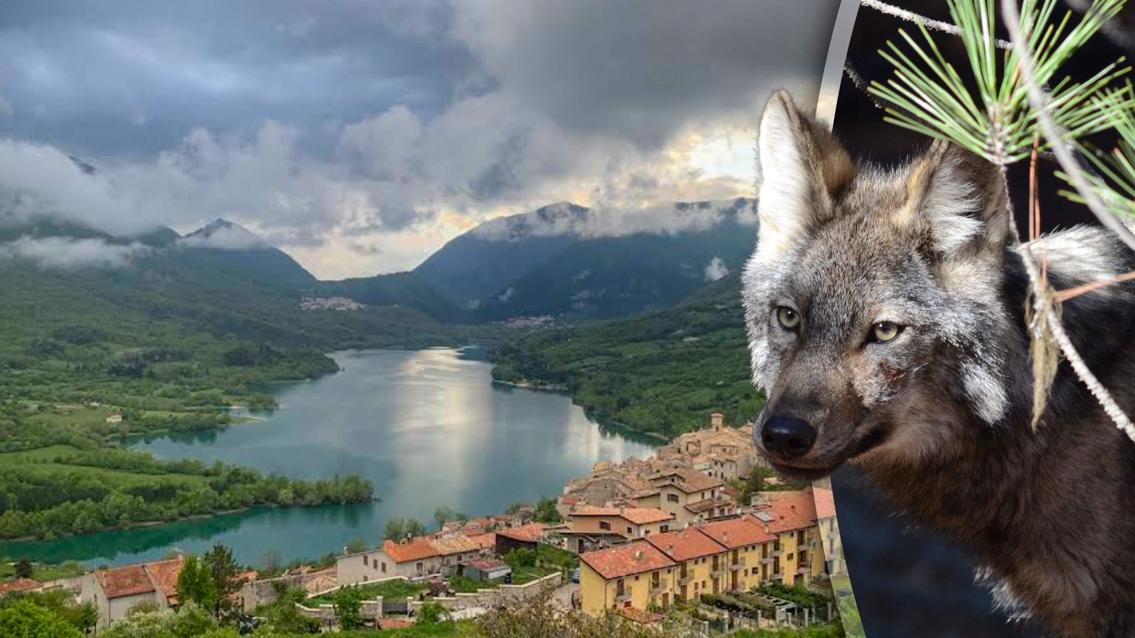 Tien wolven vergiftigd in Italië, politie jaagt op daders: ’Klap voor het hele ecosysteem’